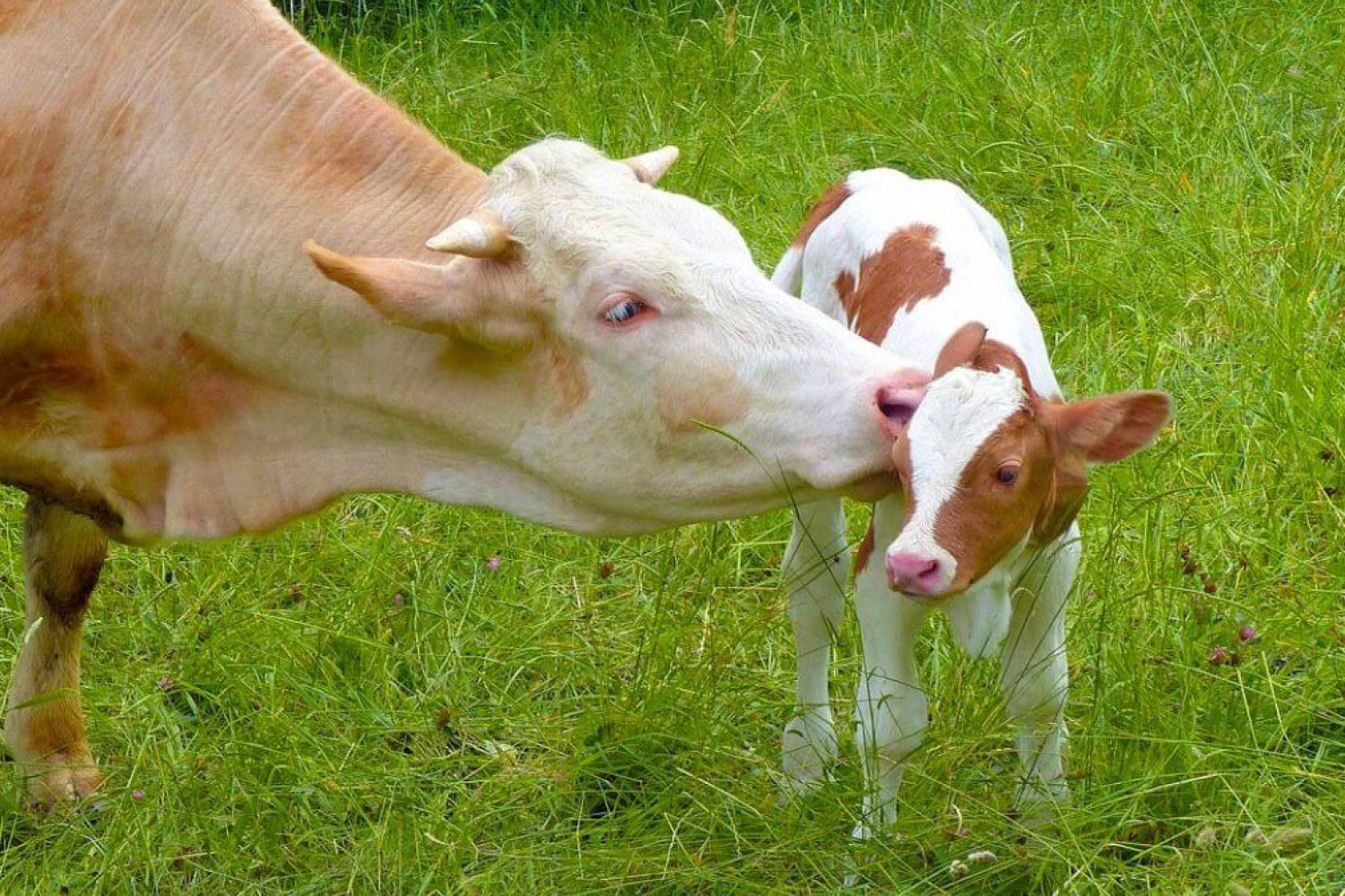 mother-and-baby-cow-in-grass